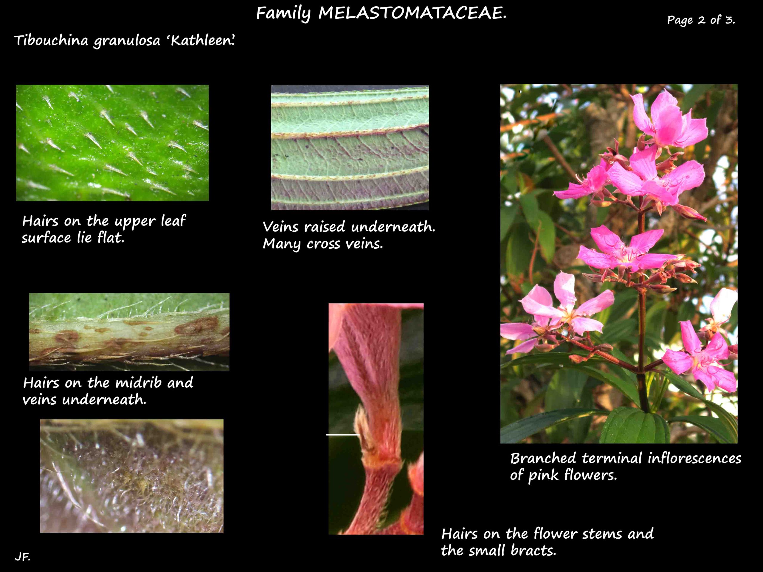 4 Leaf hairs on 'Tibouchina Kathleen'